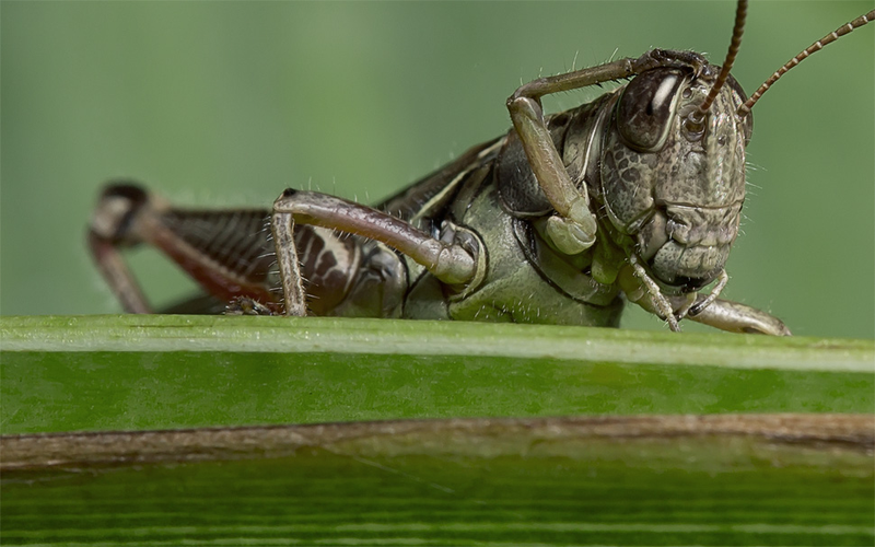 Illustration for article titled 134 Terrifying Close-Ups Of Bugs